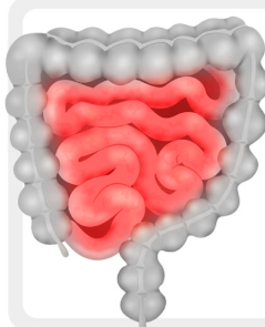 <p>A long, coiled tube in your belly where most food nutrients are absorbed into your blood.</p>