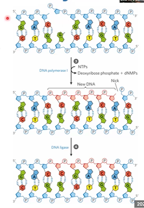 <p>has 5&gt;3 exonuclease, high fidelity, replaces the damage</p><p>DNA ligase seals it</p>