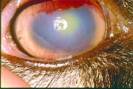 <p>What is Silage eye? What are it’s clinical signs?</p>