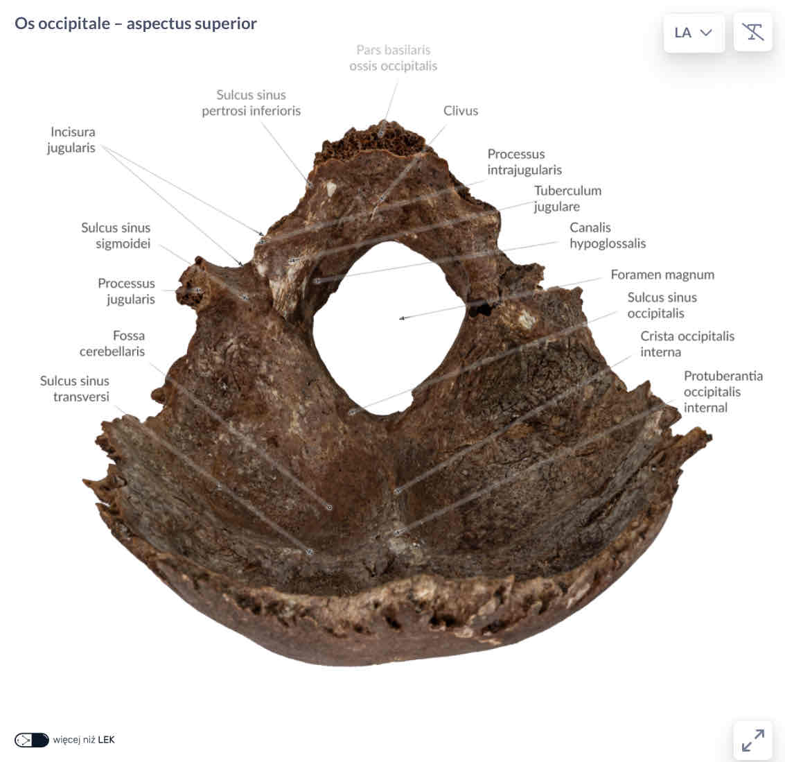 <p>tuberculum jugulare</p>