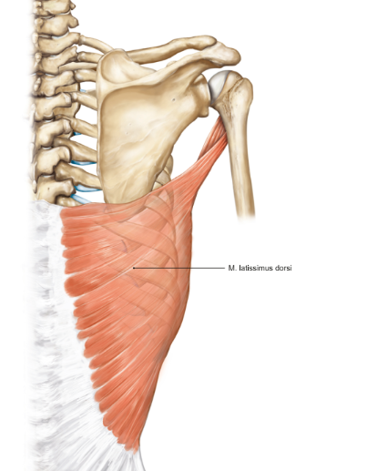 <p>m. latissimus dorsi</p><p>loopt van de thoracale en lumbale wervels tot de humeruskop</p><p>functie = retroversie (en adductie en mediale rotatie) van de schouder</p>