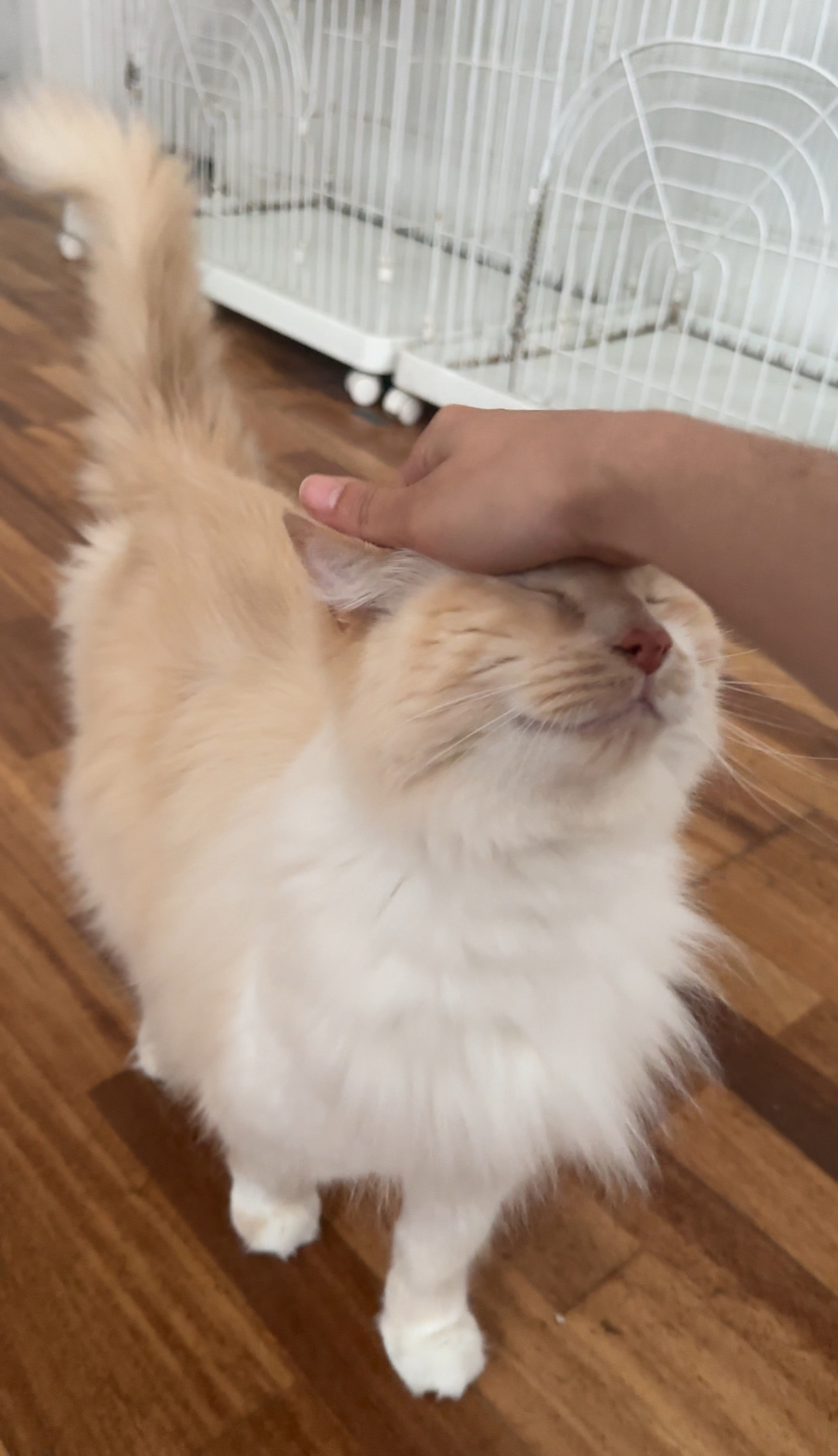 <p>Dumpling Ou</p>