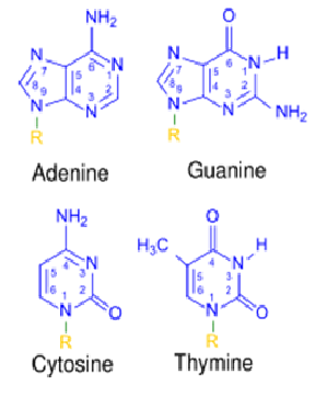 <p>Pentose sugar = deoxyribose</p><p>Four types of nitrogenous bases, join to the primary carbon in deoxyribose</p><ul><li><p><span><span>Purines - adenine and guanine - 9 carbon, double ringed structures</span></span></p></li><li><p><span><span>Pyrimidines - thymine and cytosine - 6 carbon, single ringed structures</span></span></p></li><li><p></p></li></ul><p></p>