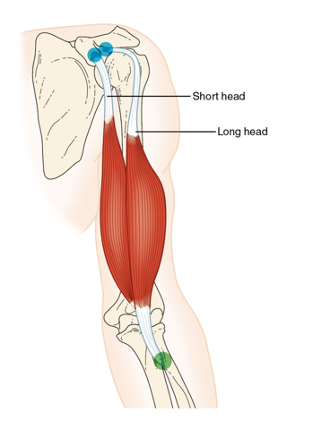 <p>Biceps Brachii muscle - Action</p>