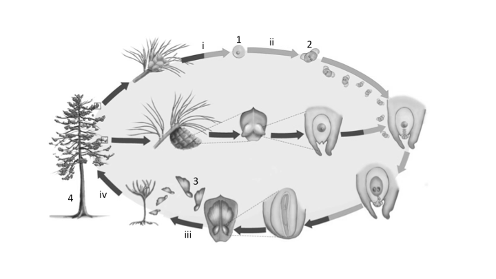<p>Use the diagram shown below to answer the next question.</p><p>The structure labeled ‘1’ represents what?<span><br>a) An egg.</span></p><p><span>b) A megaspore</span></p><p><span>c) A pollen grain</span></p><p><span>d) A microspore</span></p>