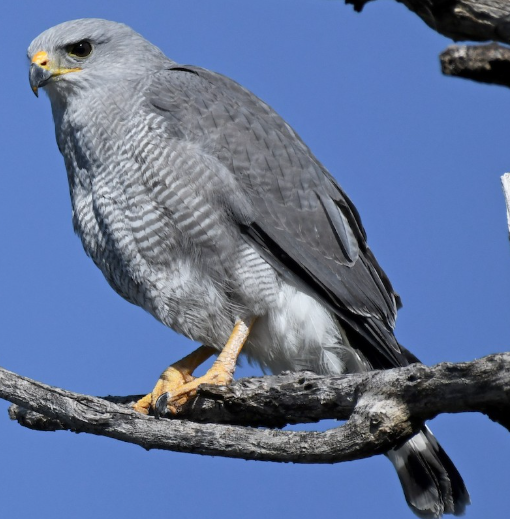 <p>What bird is this?</p>