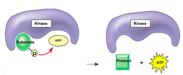 SELECT ALL THAT APPLY: Which of the 4 kinase enzymes in glycolysis might be the enzyme shown below? 

a. Hexokinase 

b. Pyruvate Kinase (PK) 

c. Phosphofructokinase (PFK) 

d. Phosphoglycerokinase (PGK)
