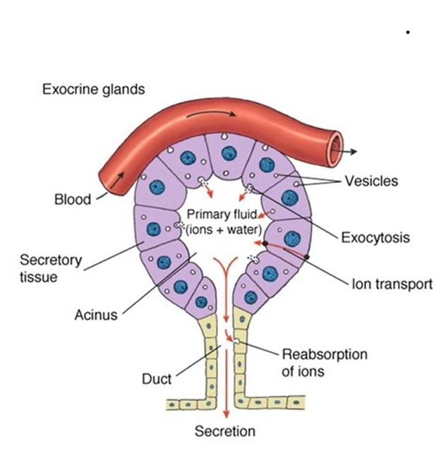 <ul><li><p>Excrete non-hormonal products (ex. enzymes) to a membrane surface</p></li><li><p>Have ducts</p></li></ul><p></p>