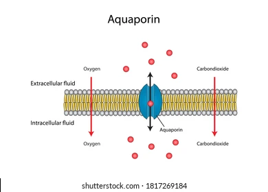<p>specific channel protein for water</p>