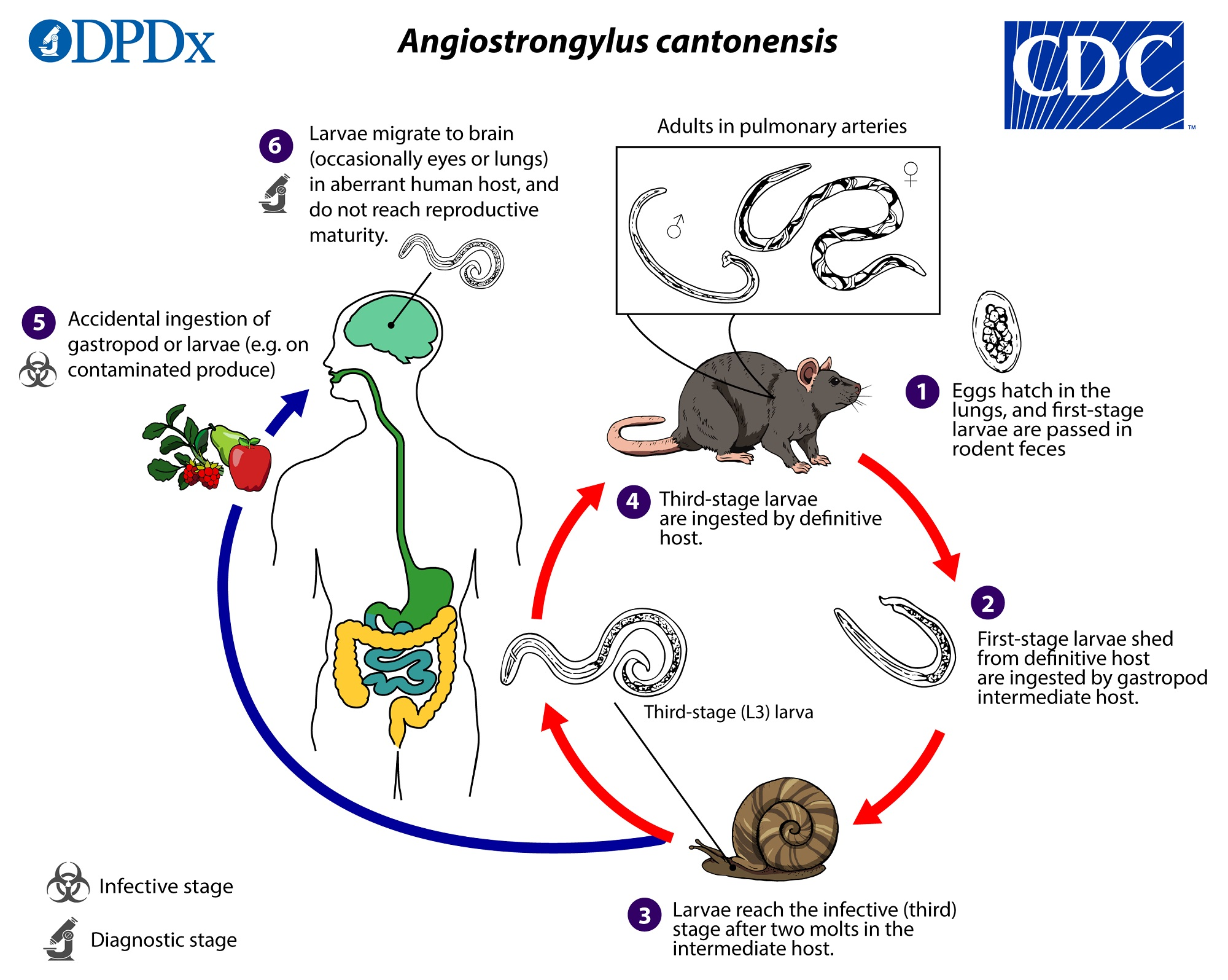 <ul><li><p>onemocnění nervového systému (eosinofilní meningitida) nebo GIT</p><ul><li><p>u člověka v plicích umírají</p></li></ul></li><li><p>nákaza pozřením syrového měkkýše</p></li><li><p>dospělci v plicích potkanů =&gt; vajíčka =&gt; L1 =&gt; hltan =&gt; polknutí =&gt; výstup s výkaly =&gt; penetrace/pozření měkkýšem =&gt; 2 svlékání =&gt; <u>L3 </u><em>=&gt; měkkýš pozřen savcem =&gt; mozek =&gt; dospělec =&gt; cévy =&gt; pohlavní dozrání </em></p></li></ul><p></p>