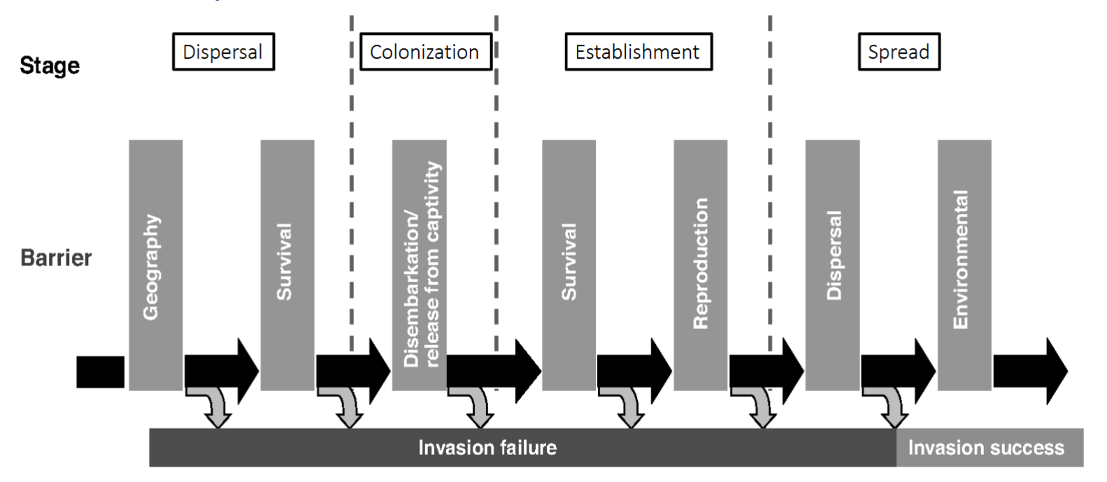 <ul><li><p>Dispersal → Colonization → Establishment → Spread</p></li></ul><p></p>