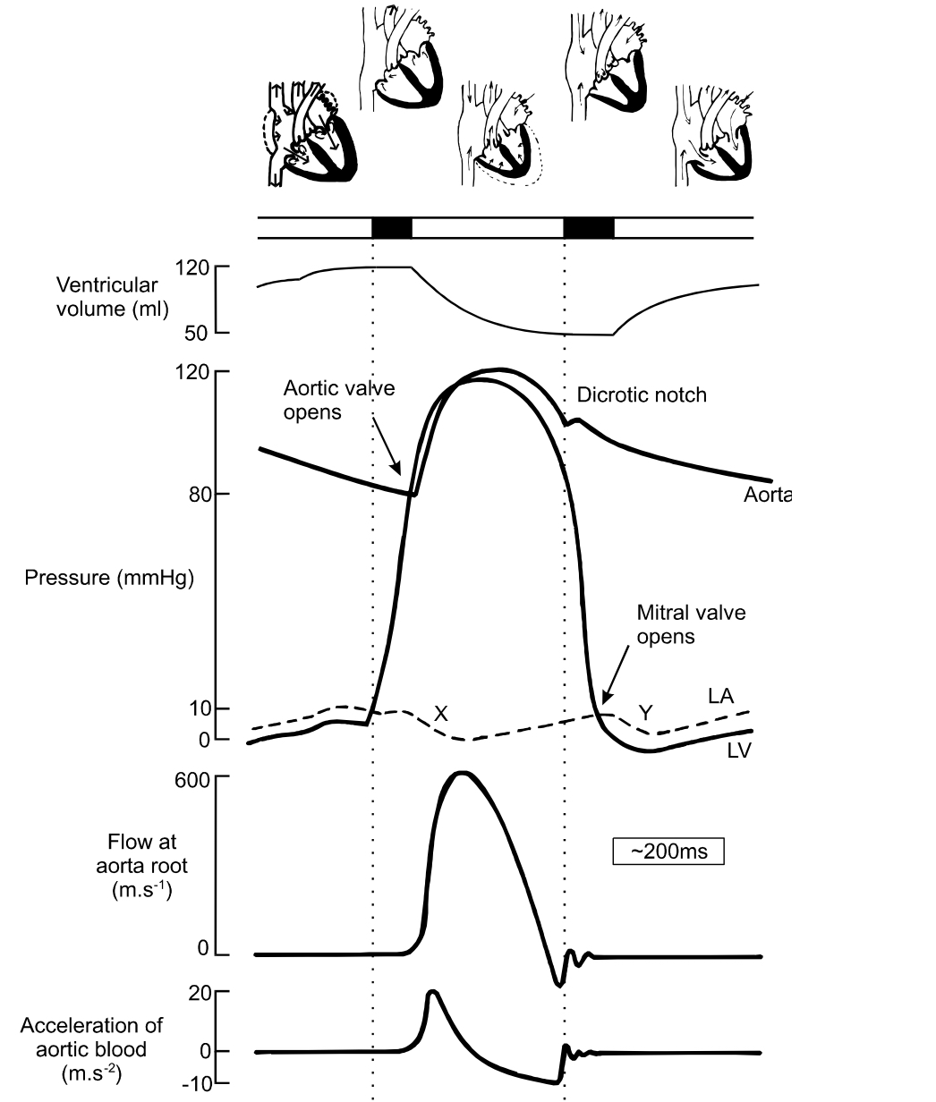 Events associated with blood flow through the heart during one complete heartbeat. Systole, diastole, atria. 