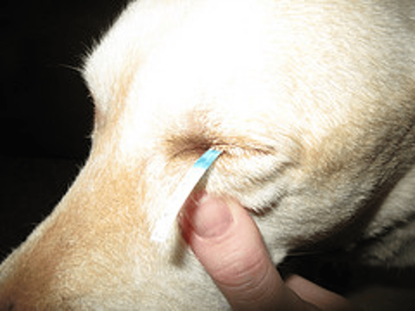 <p>What is the normal tear production for a dog when performing a Schirmer Tear Test</p>