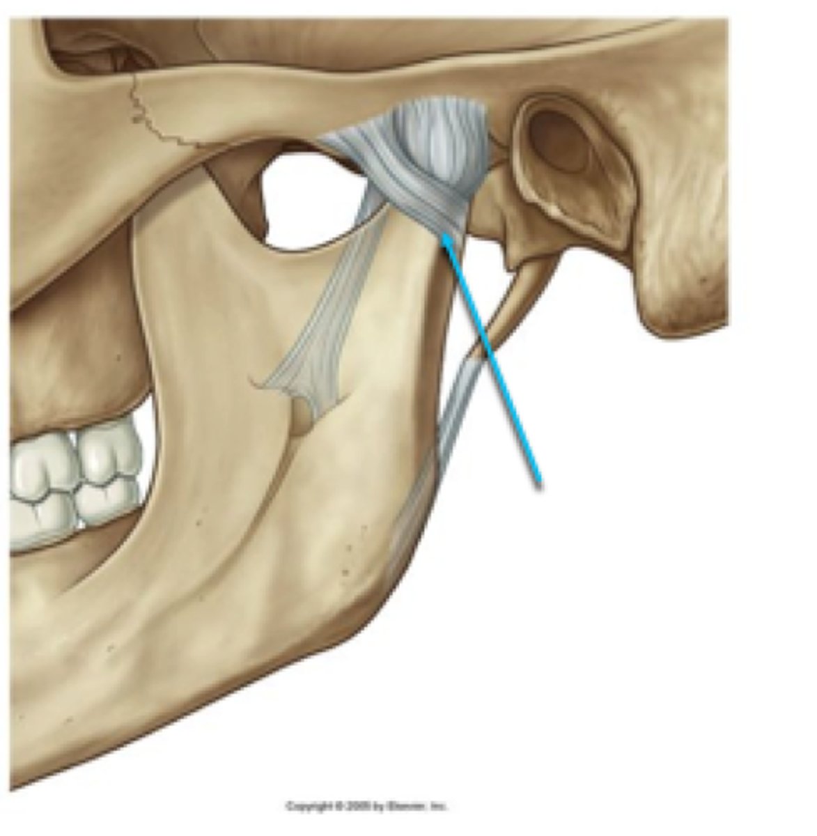 <p>prevents posterior displacement of the mandible</p>