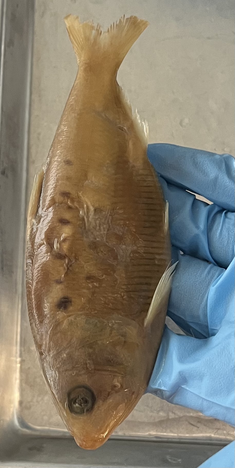 <p>Pancake</p><p>Dots on lateral line</p><p>Thick premaxilllia (hangs over the bottom jaw)</p>