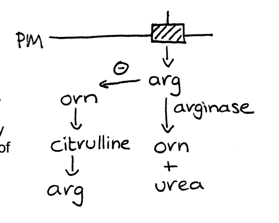 <ul><li><p>Grow on no arginine</p><ul><li><p>Makes own: <strong>anabolic </strong>reaction</p><ul><li><p>made from ornithine</p></li></ul></li></ul></li><li><p>Supply with arginine</p><ul><li><p>arginine inhibits enzymes that make ornithine</p></li><li><p>so no <strong>more</strong> arginine is made</p></li><li><p><strong>arginase activity</strong> in cell increases</p></li><li><p><strong>Catabolic</strong> production</p><ul><li><p>makes arginine→ ornithine</p></li></ul></li></ul></li></ul><p></p>