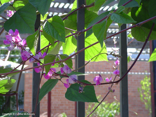 <p>Hyacinth bean [Leguminosae]</p>