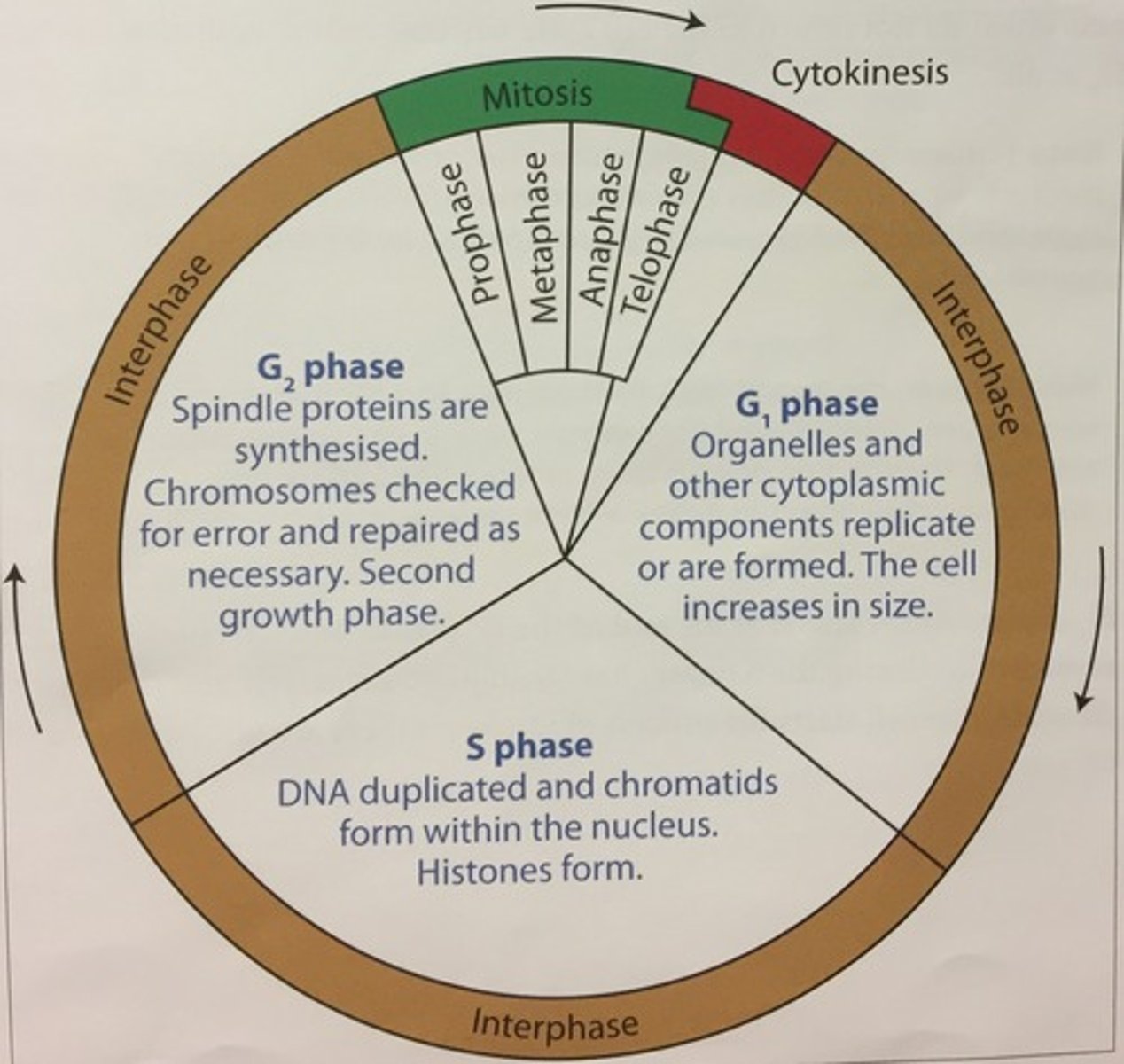 <p>cell prepares for division</p>
