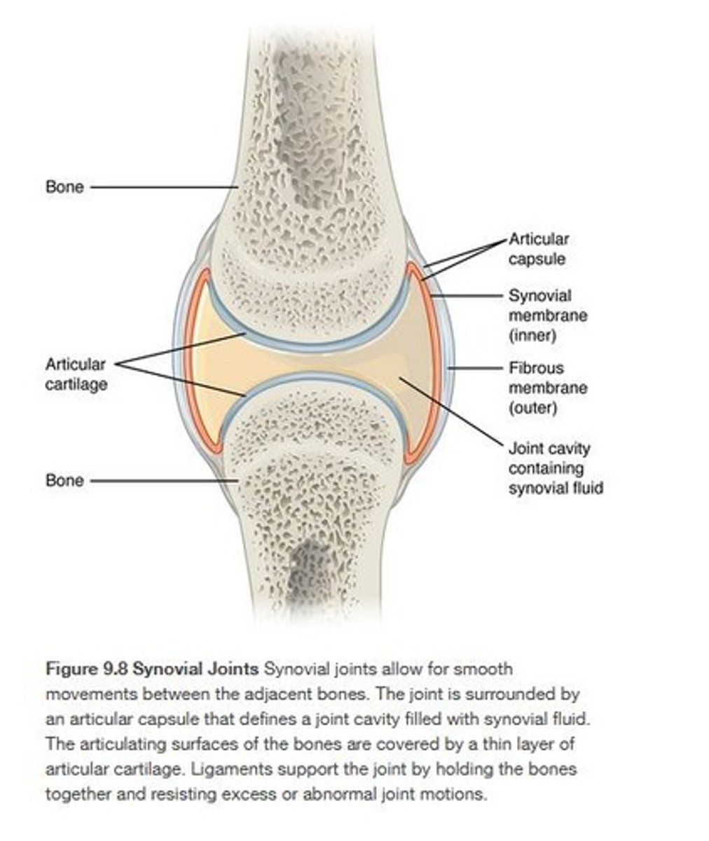 <p>held together by a complex joint cavity, allowing for a large range of movement.</p>