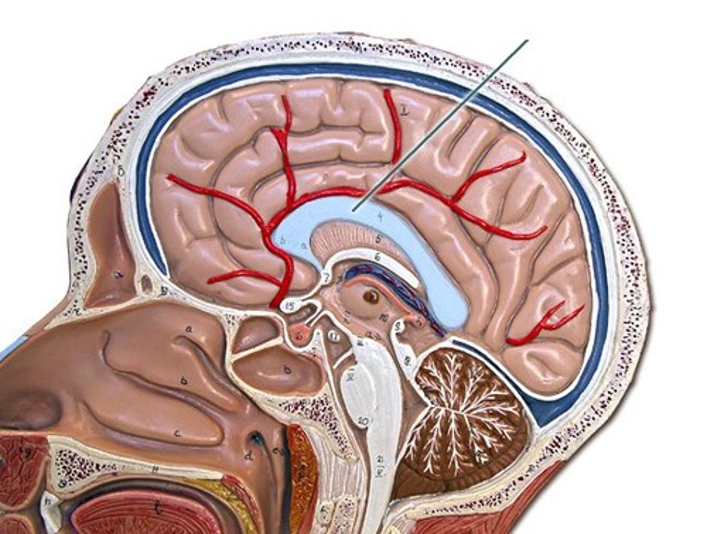 <p>The large band of neural fibers connecting the two brain hemispheres and carrying messages between them.</p>
