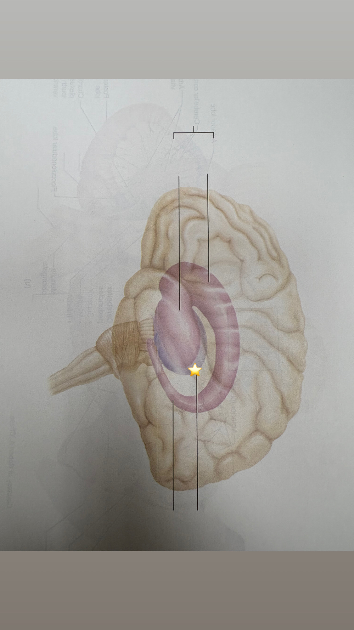 <p>name the starred structure</p>
