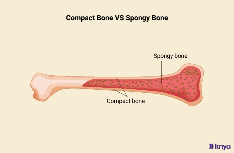 <p>Compact (cortical bone)</p>