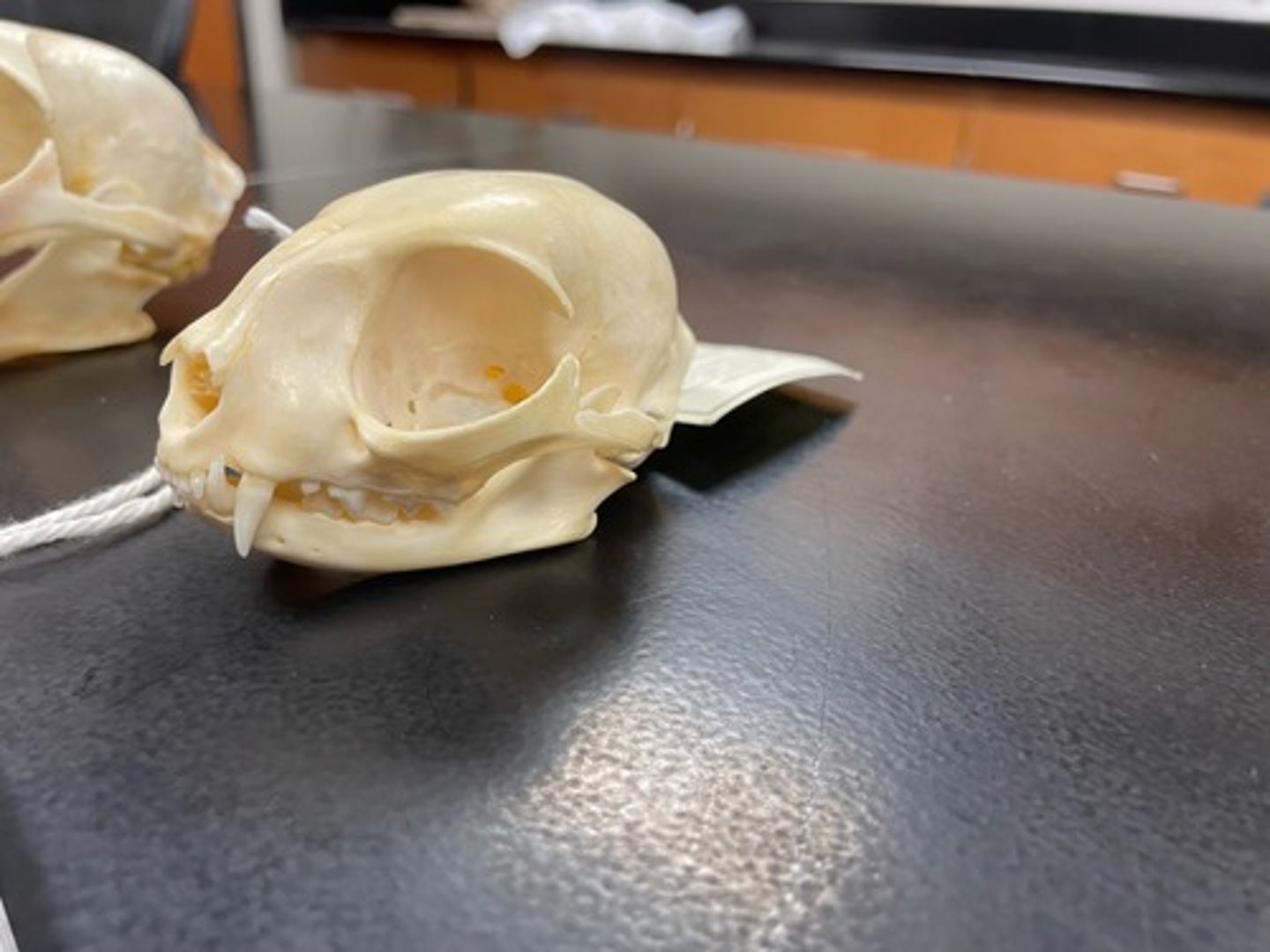 <p>Family: Felidae</p><p>Genus & Species: Felis catus</p>