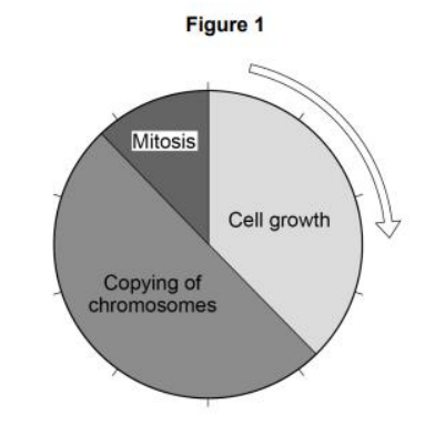 <p>Figure 1 shows information about the cell cycle. Which stage of the cell cycle in Figure 1 takes the most time?</p>