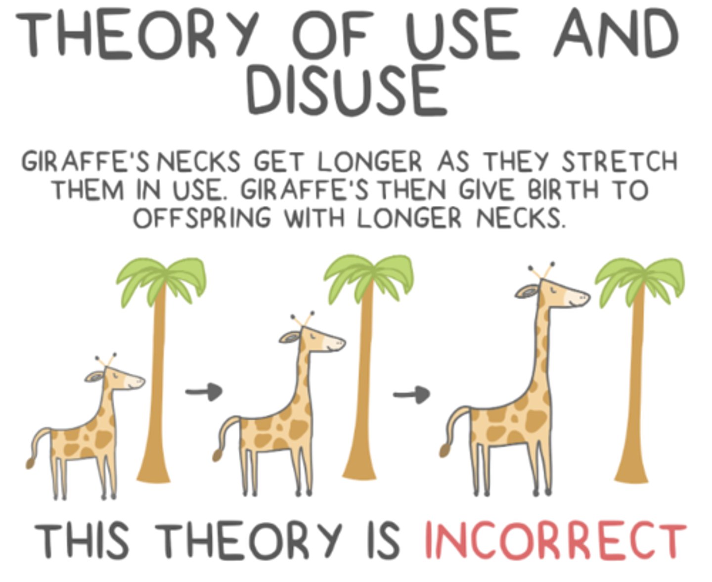 <p>the use/disuse hypothesis, and the inheritance of acquired traits hypothesis</p>