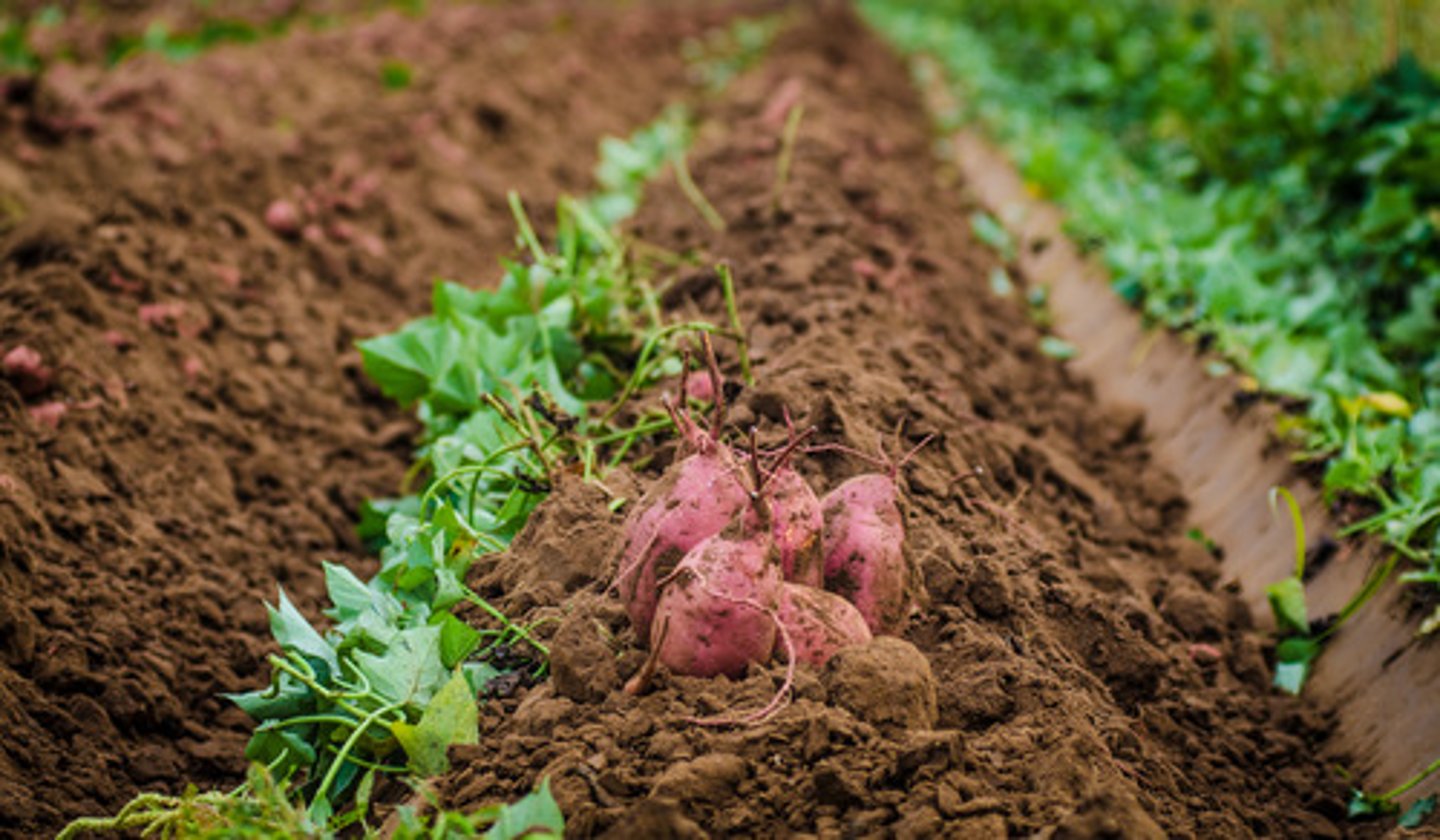 <p>the process by which soil bacteria convert nitrates into nitrogen gas.</p>
