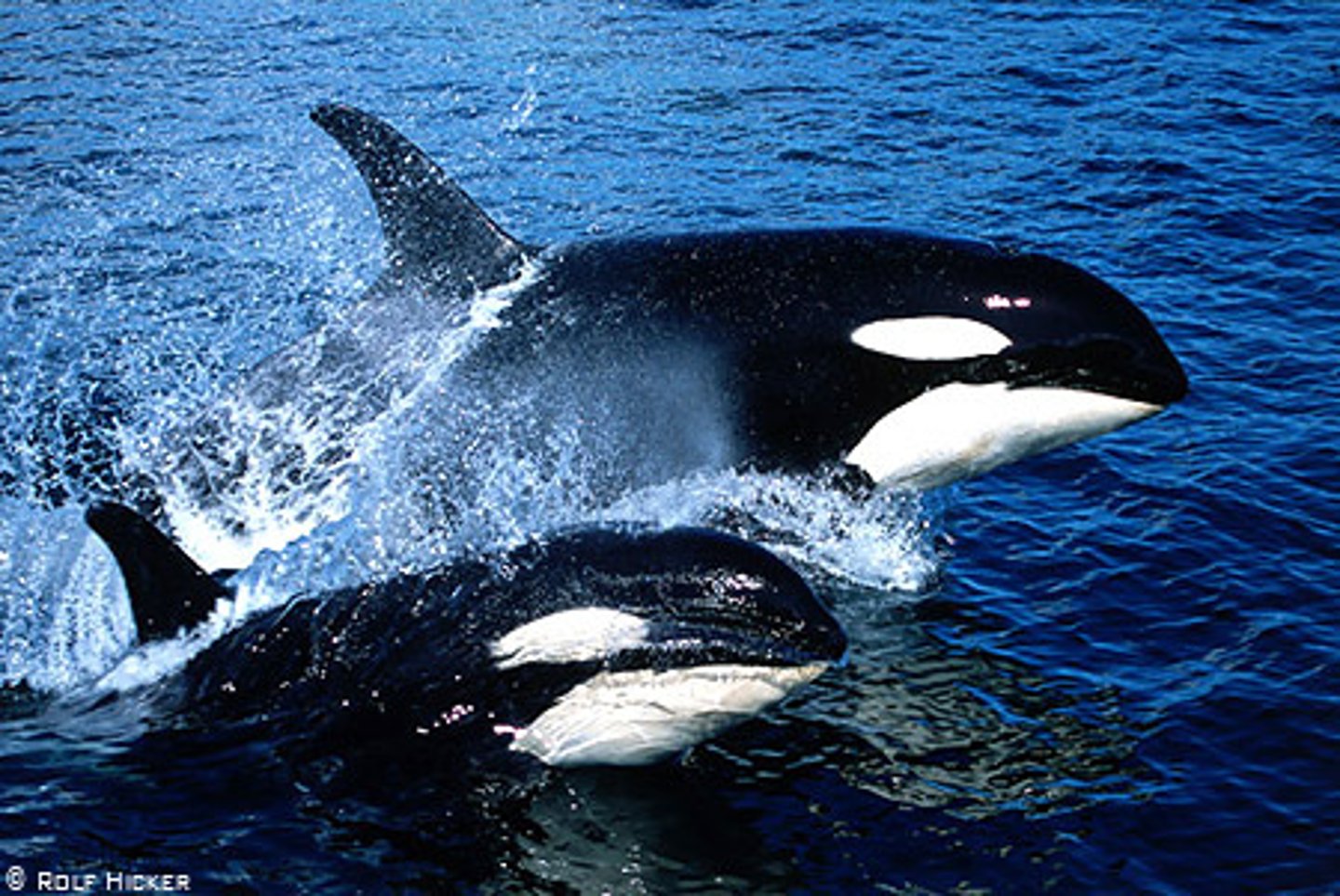 <p>killer whale</p><p>L'orque peut être dangereuse</p>