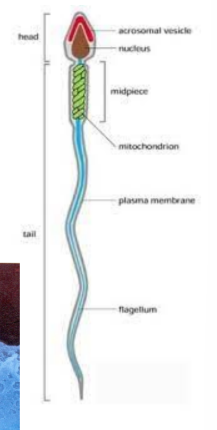 <p>Acrosomal head- enters egg at fertilization</p><p>Nucleus- genetic material</p><p>Midpiece– energy production</p><p>Flagellum- tail to aid swimming</p>