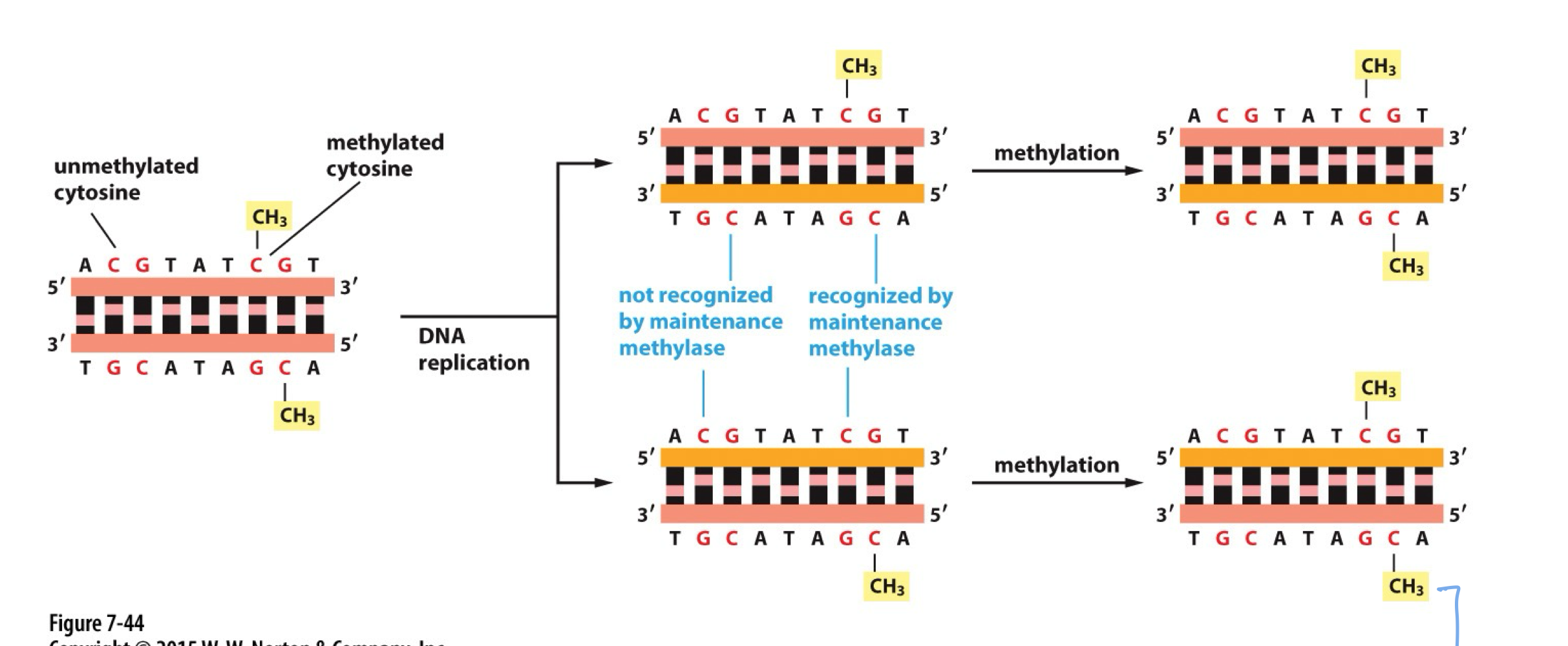 <p>DNMT1 performs <strong>maintenance</strong> <strong>methylation</strong> throughout life and replication on <span><strong>partially methylated</strong></span> DNA</p>