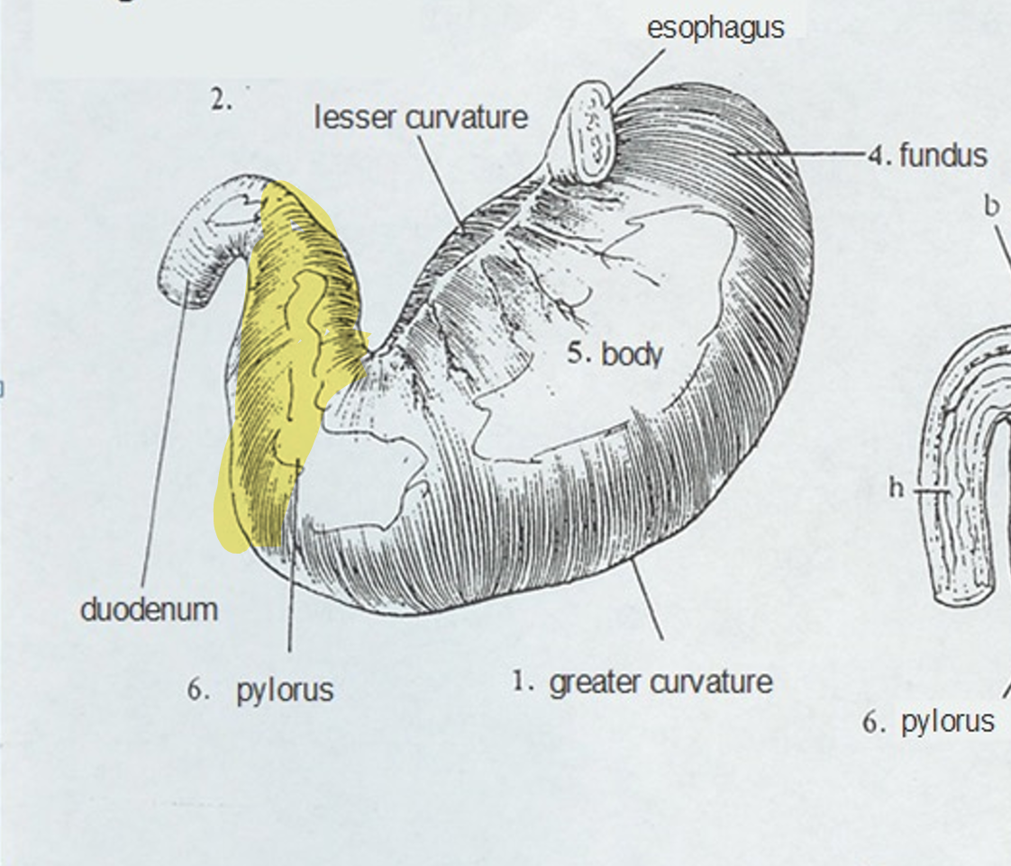 <ul><li><p>Distal portion of the stomach; connects to the duodenum</p><ul><li><p>Contains a very obvious dividing line between the body and the pylorus of the stomach</p></li></ul></li></ul><p></p>