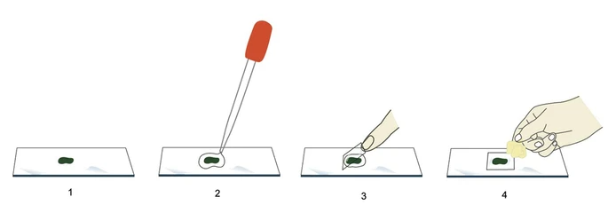 <p>A wet mount is a drop of water used to suspend the specimen between the slide and cover slip. </p><p>Procedure for making a wet mount:&nbsp;</p><ul><li><p>Place a sample on the slide&nbsp;</p></li><li><p>Place a drop of water on the specimen using a pipette&nbsp;</p></li><li><p>Place the edge of the cover slip over the sample at an angle &amp; lower into place&nbsp;</p><ul><li><p>This prevents air bubbles from being trapped under the cover slip&nbsp;</p></li></ul></li><li><p>Take a piece of paper towel &amp; hold it close to one edge of the cover slip (to draw out some water)</p></li></ul><p>A stain is a chemical that binds to structures within the sample to make them look more clear. They are added when making a wet mount slide. </p>