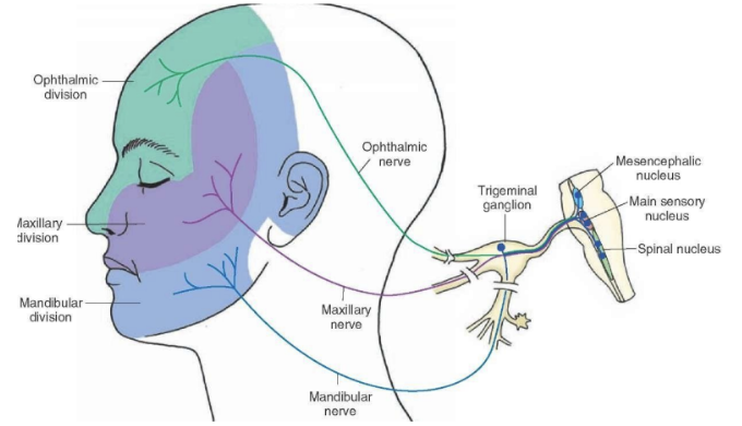 <p>Facial somatosensation (put cotton, “can you feel”?)</p><p>Motor function (feel muscle by clenching teeth)</p><p>Reflex (put cotton close to eye, see if they blink)</p><p>So test the forehead, cheekbones, chin</p>