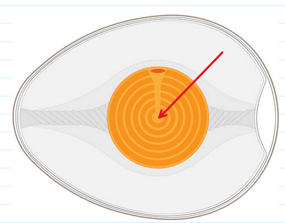 <p>What is the tubelike structure in the middle of an egg yolk?</p>