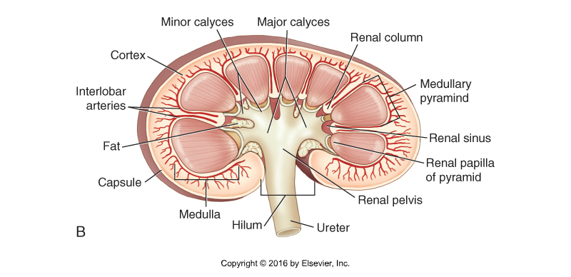 <ul><li><p><span><span>Cortex</span></span></p></li><li><p><span><span>Medulla</span></span></p></li><li><p><span><span>Medullary pyramid</span></span></p></li><li><p><span><span>Minor calyces</span></span></p></li><li><p><span><span>Major calyces</span></span></p></li><li><p><span><span>Pelvis</span></span></p></li><li><p><span><span>Ureter</span></span></p></li><li><p><span><span>Fat</span></span></p></li></ul><p></p>