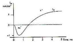 <p>276. What is represented on the graph on the right?</p><p>a) the evolution of total membrane current during the course of the action potential;</p><p>b) the inward Na<sup>+</sup> current during the course of the action potential;</p><p>c) the outward K<sup>+</sup> current during the course of the action potential.</p>
