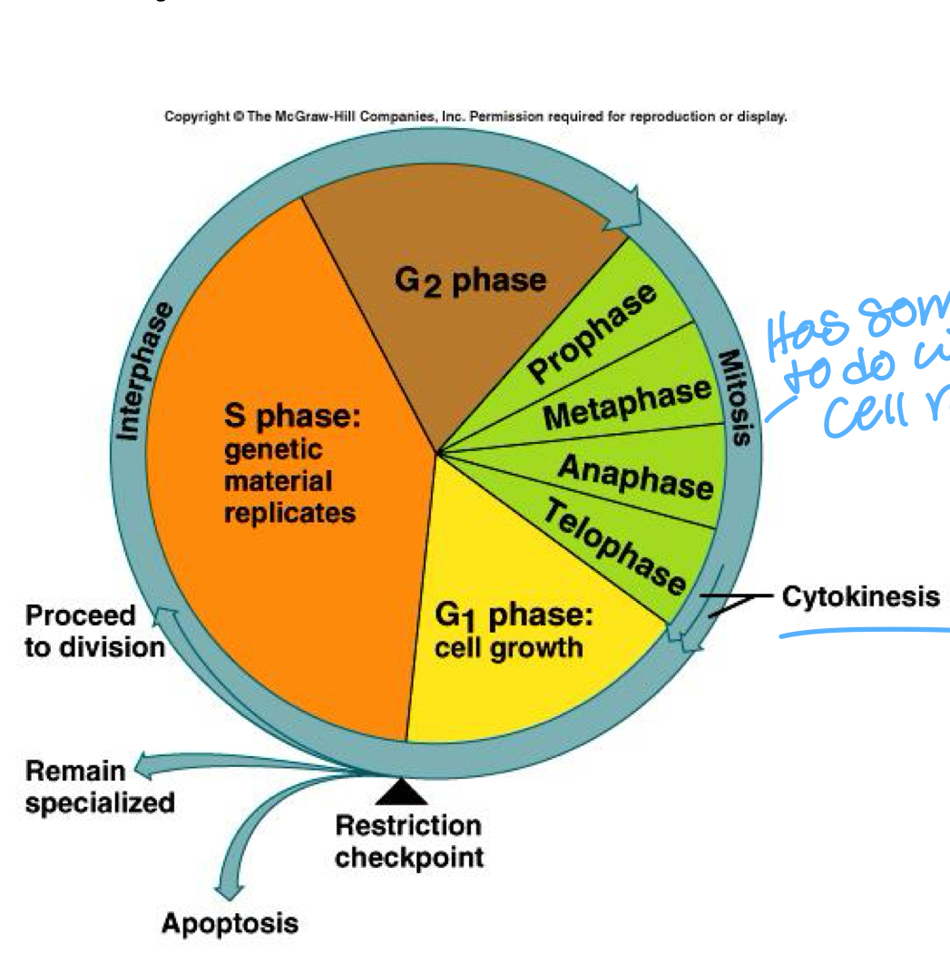 <p>Cell Cycle</p>
