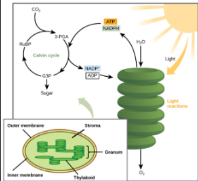 <ul><li><p>calvin cycles uses chemical energy generated by LDR to produce glucose</p></li><li><p>energy needed to synthesize glucose comes from LDR (ATP &amp; NADPH)</p></li><li><p>energy from ATP &amp; NADPH is used to fix carbon and convert it into glucose</p></li><li><p>6 molecules of CO2 fixed to create 6-carbon glucose molecules</p></li><li><p>ADP &amp; NADP+ are then returned to LDR and are recharged</p></li></ul><p>Carbon fixation: carbon is&nbsp;‘fixed’ from it's inorganic form (gas) into organic molecules (glucose)</p>