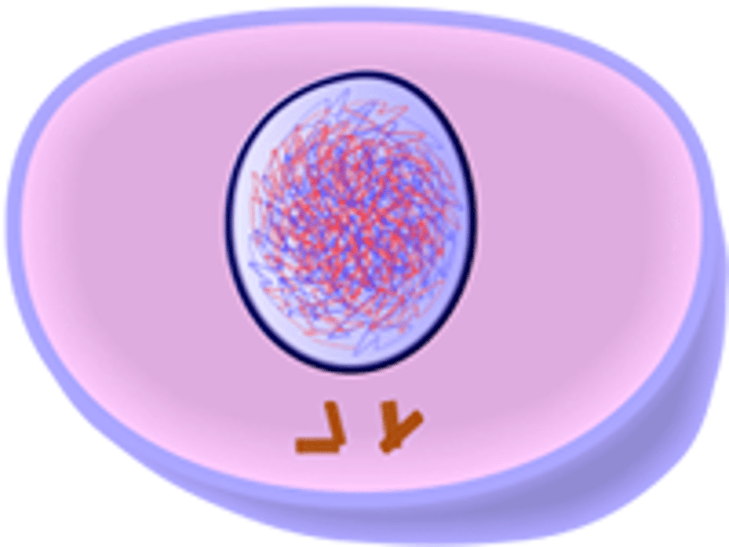 <p>The cell grows, DNA is copied and new organelles form</p>