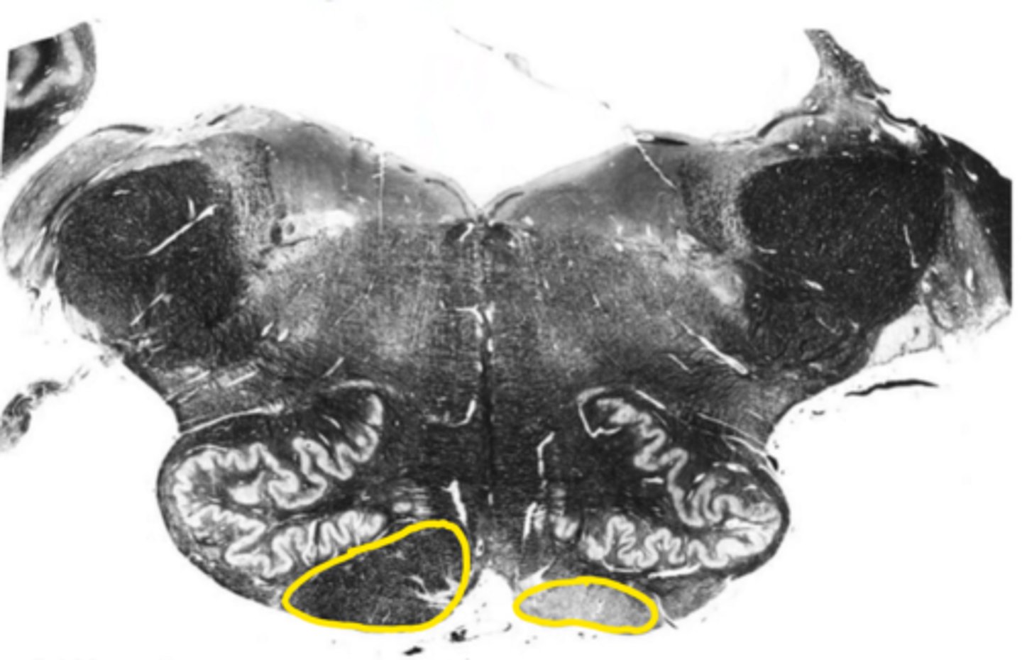<p>ID the structure</p>