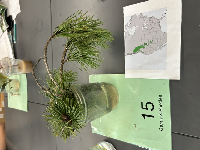 <p>Pinus contorta</p>