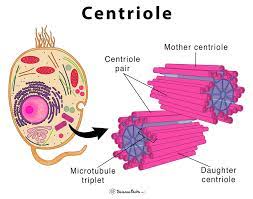 <p>A structure in the centrosome of an animal cell composed of a cylinder of microtubule triplets arranged in a “9 plus 0” pattern. A centrosome has a pair of centrioles. </p>