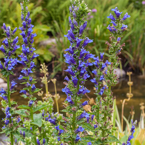 Big Blue Lobelia