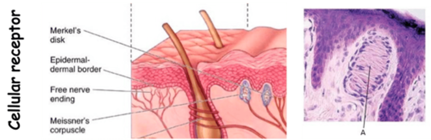 <p>What is a cellular receptor?</p>