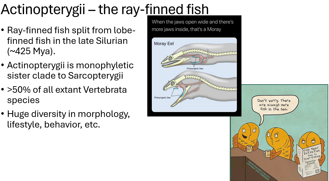 <p>actinopterygii</p>