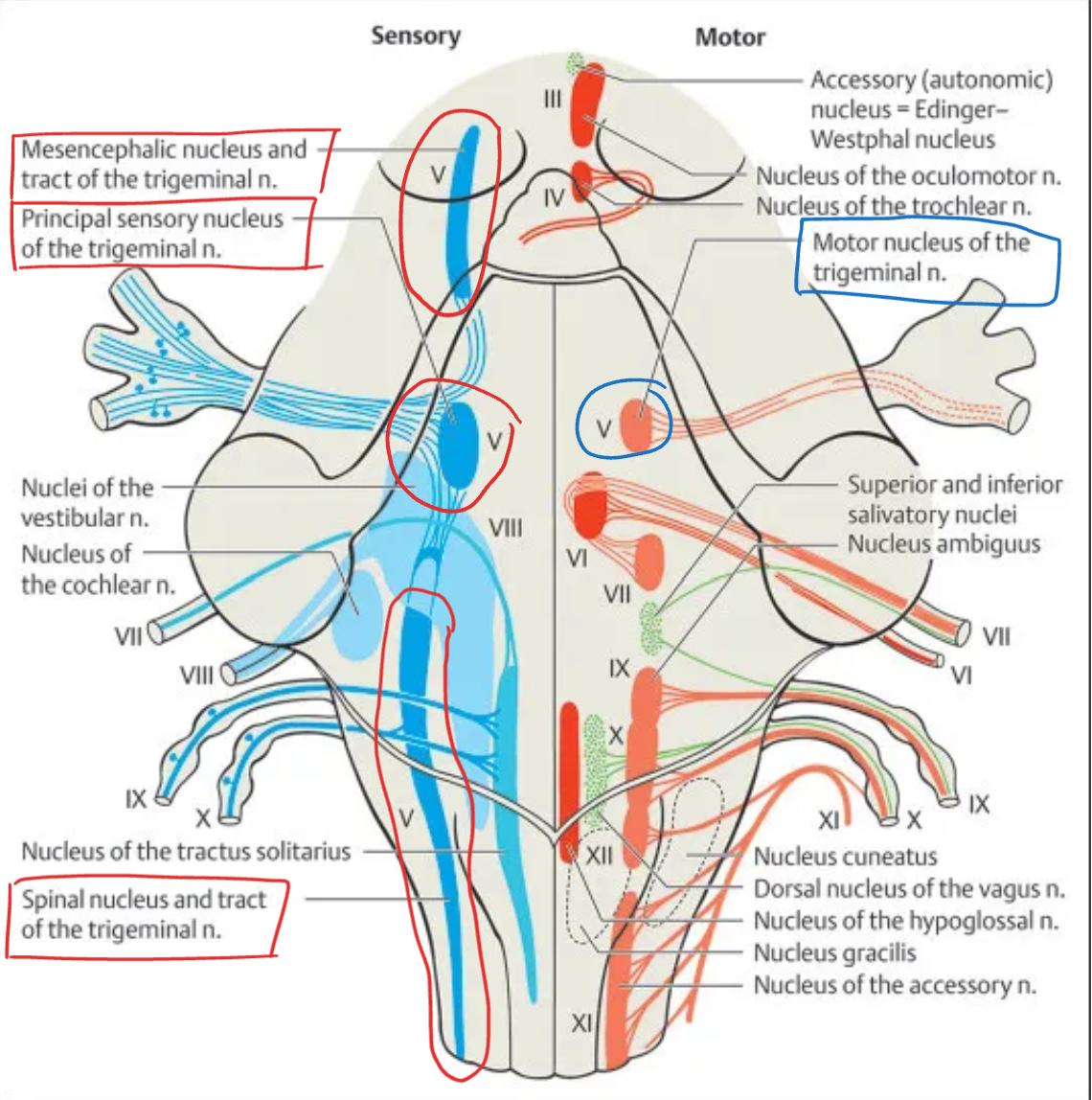 <p><strong>Trigeminal (V)</strong></p>