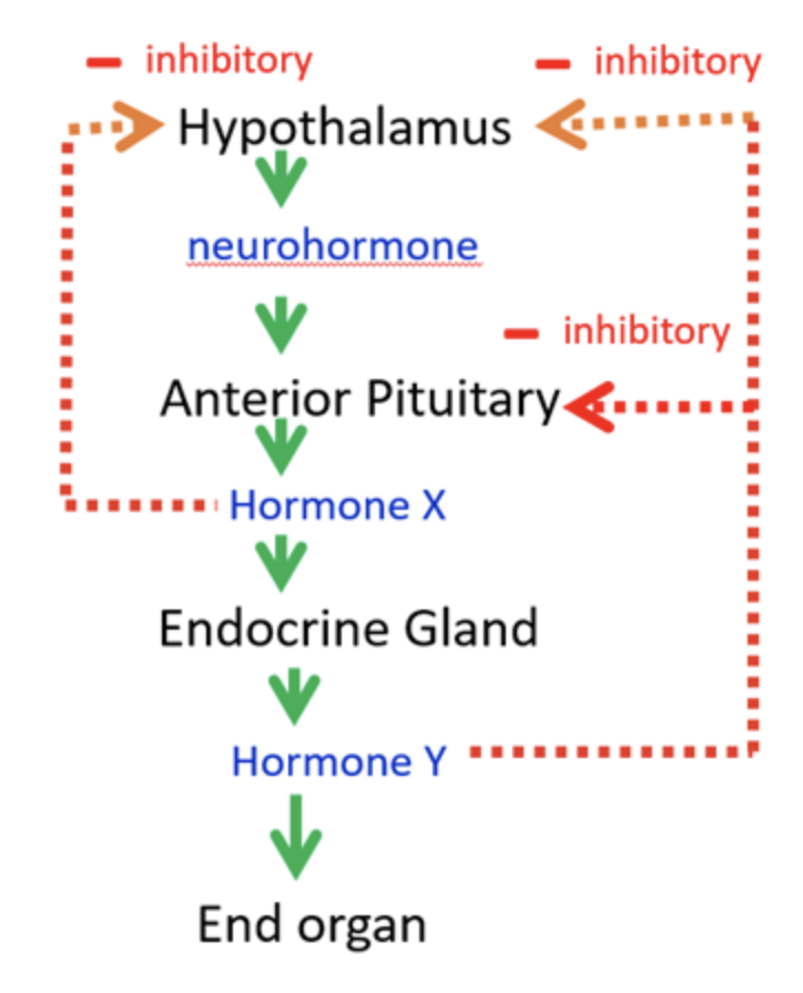 <ul><li><p>The <strong>hypothalamus</strong> makes <strong>releasing hormones</strong> (neurohormones).</p></li><li><p>These act on the <strong>anterior pituitary</strong>, which then releases another hormone (<strong>Hormone X</strong>).</p></li><li><p><strong>Hormone X</strong> acts on a target <strong>endocrine gland</strong>, causing it to release its hormone (<strong>Hormone Y</strong>).</p></li><li><p><strong>Negative feedback</strong> keeps the system in balance:</p><ul><li><p><strong>Hormone X</strong> can inhibit the hypothalamus.</p></li><li><p><strong>Hormone Y</strong> can inhibit both the hypothalamus <strong>and</strong> the anterior pituitary, reducing further release.</p></li></ul></li></ul><p></p>